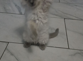 Ready to leave now Beautiful ragdoll kittens