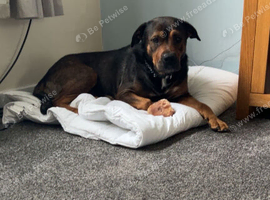 German cross rottie