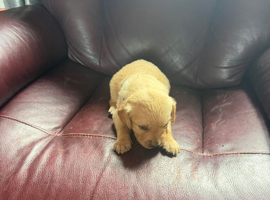 We still have two male puppy&rsquo;s for sale