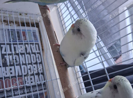 Baby rainbow and cream pied budgies