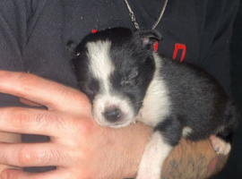 Collie x lurcher