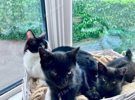 4 kittens ready for homes.