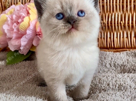 ABSOULETLY BEAUTIFUL PURE BRED BSH TEDDY BEARS