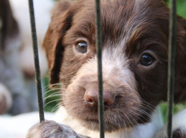 Cocker Spaniel Pups