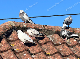 Fancy Pigeons Looking for New Homes
