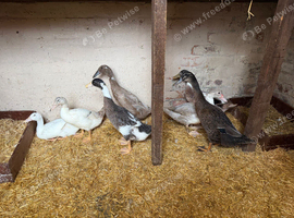 We have a variety of ducks