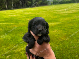 cocker spaniel puppy&rsquo;s