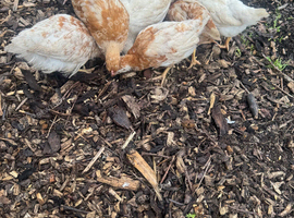 Chicks, 6 week old. Unsexed - off heat
