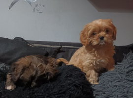 Cava-Tzu pups ready for their forever homes