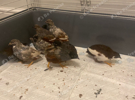 Male painted button quail