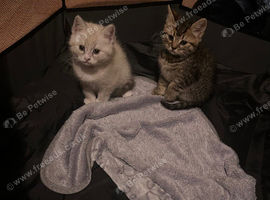 ragcoon mix, tabby male and lilac female 6 weeks old