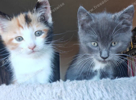 Kittens
