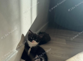 Kittens