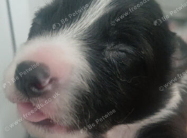 Collie puppies