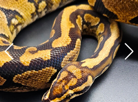 Breeding pair hypo project