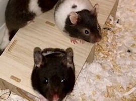 Baby hamsters silly tame