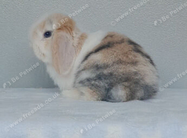 Purebred mini lop rabbits