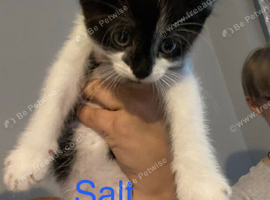 Salt and pepper!! Ready now!!