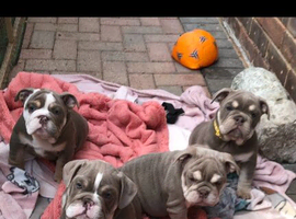 READY NOW Stunning English Bulldog Puppies