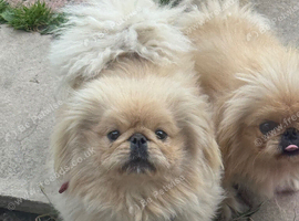 2 beautiful apricot & white pekes males 14 months
