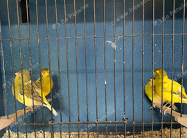 Top class fife canary&rsquo;s