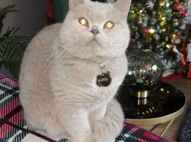 Beautiful male British shorthair