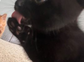 Kittens looking for forever homes