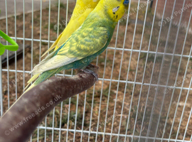 Male green budgie for sale and lutino female