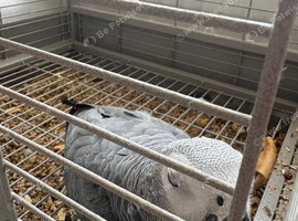 Congo African grey