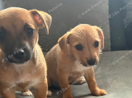 Jack Russell cross Maltese