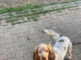 roan boy cocker spaniel for STUD