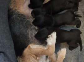 Beautiful Patterdale puppies for sale!