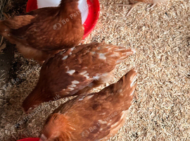 Hybrid Hens
