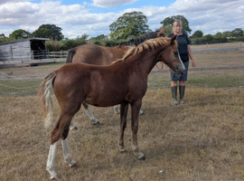 Welsh Section B Filly Foal