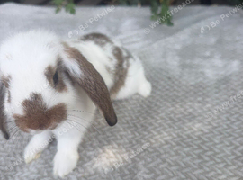 lop bunnies 2 boys 1 girl