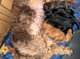 Cockapoo f1