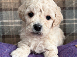Adorable Cavapoochon Puppies