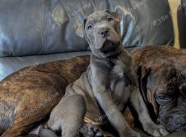 Presa canario X sharpi