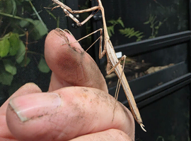4 X Large Peacock Mantis &pound;25 + &pound;5 postage (as per photos, this is the size)  All 4 for &pound;25