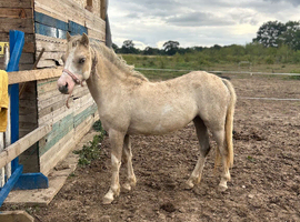 Palomino and white yearling filly
