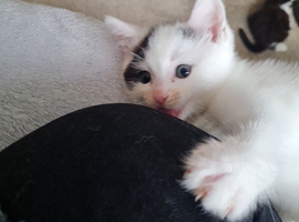 White female kitten