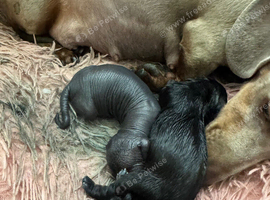 Dachshund cross Chinese crested