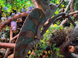 Yemen veiled chameleon for sale