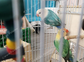 Breeding pair of pastel love birds
