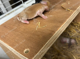 Newborn mini lops to reserve