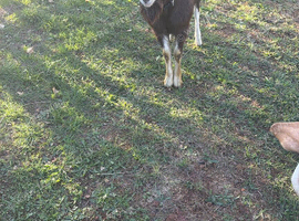 Billy Goat
