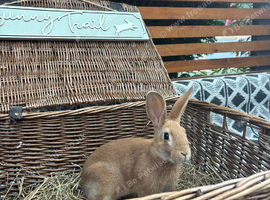 Beautiful Belgian hare crosses for sale