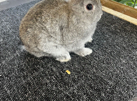Chinchilla netherland dwarf