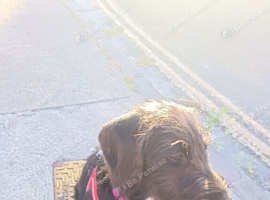 5 month old Terrier