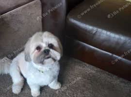 At stud  lhasa apso